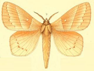 <i>Philotherma</i> Genus of moths