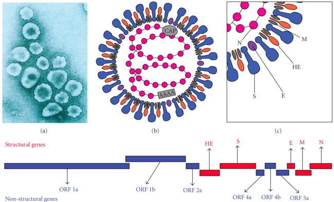 Coronavirus: Descoperire, Etimologie, Proliferare