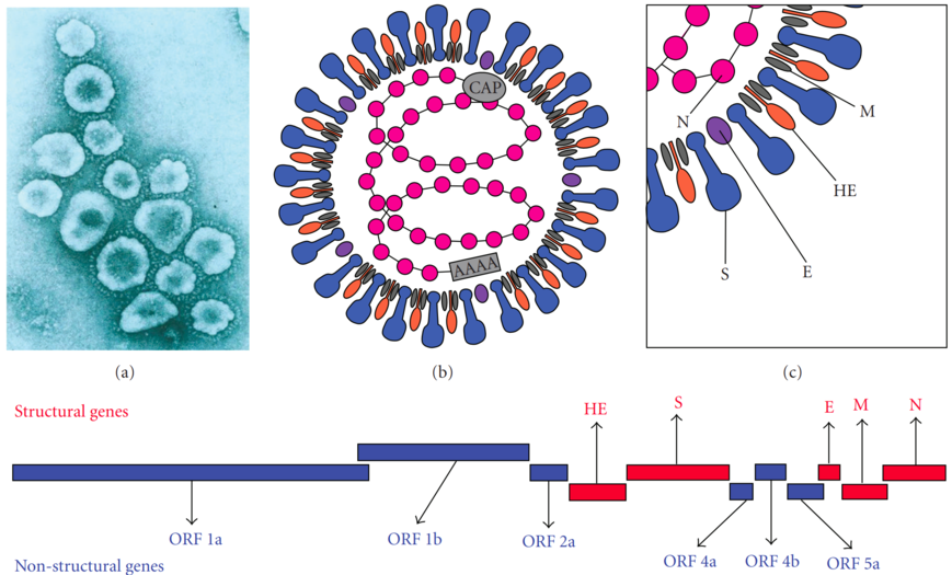 Virionul coronavirusului murin (MHV) și genomul său: (a) Microfotografie electronică ale particulelor de coronavirus. (b, c) Schema organizării proteinelor structurale ale virionului MHV; Virionul MHV este pleomorf și conține un complex intern format din genomul ARN helical și proteina nucleocapsidală (N), înconjurat de un înveliș extern care conține peplomere glicoproteice - glicoproteina S (proteina structurală a spiculelor) - și proteina E de înveliș, hemaglutinin-esterază (HE) și proteină de membrană (M). (d) Organizarea gemomică a virusului MHV; genele structurale sunt prezentate cu litere roșii și genele nestructurale cu litere albastre.[7]