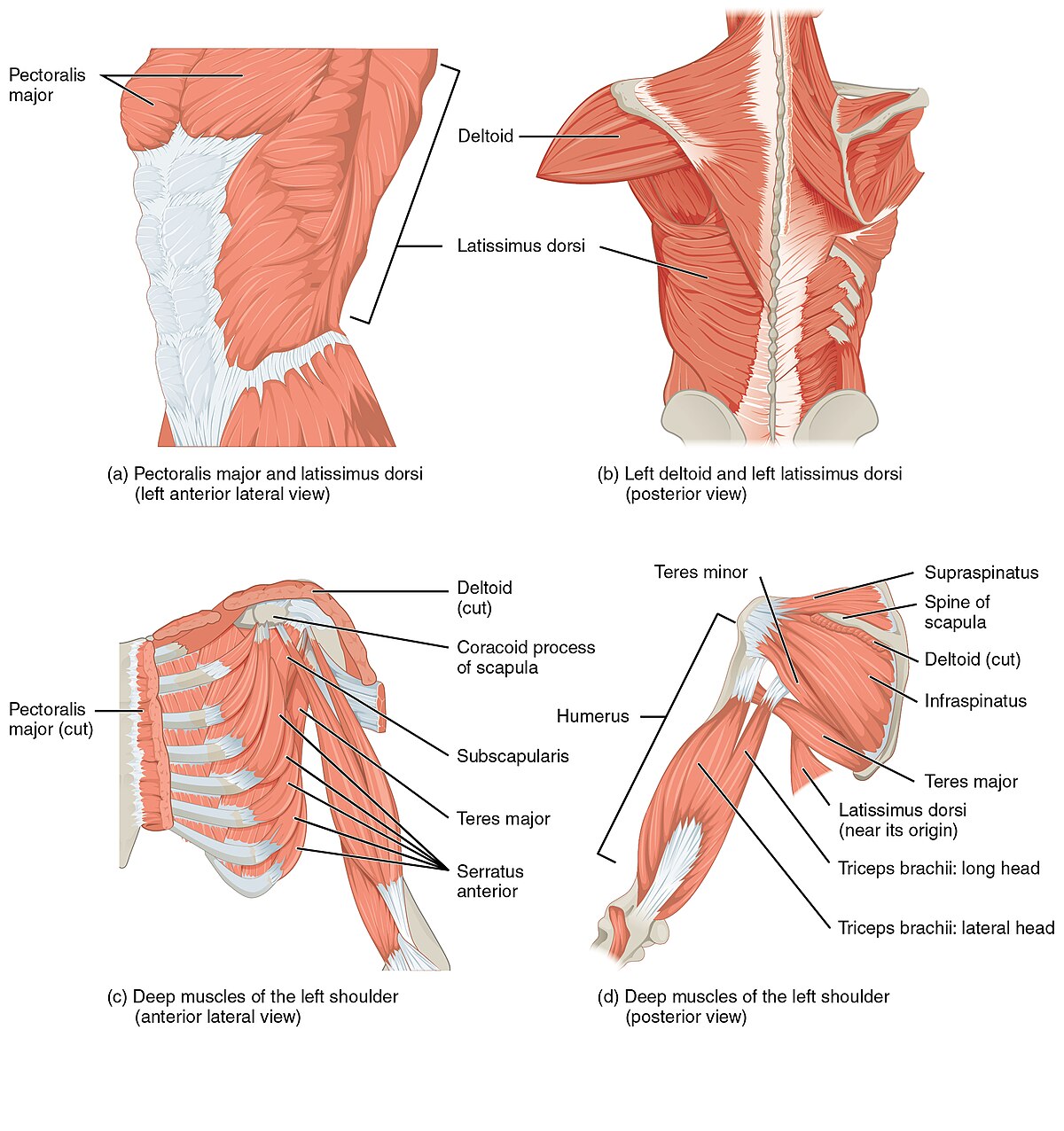 humerus anterior view