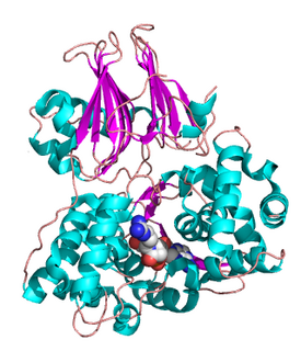 (carboxyethyl)arginine beta-lactam-synthase