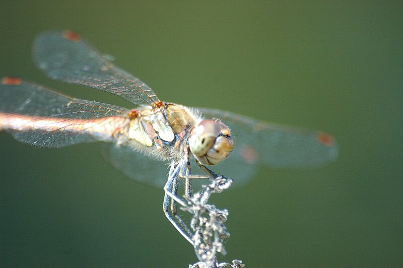 File:2009-08-19(29)Große Heidelibelle, Sympetrum striolatum.jpg