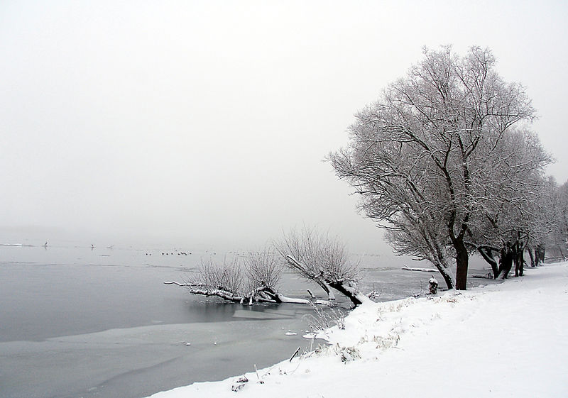 File:2010-01-03-schnee-im-nebel-by-RalfR-38.jpg