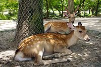 奈良公園內的野生鹿