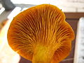 Omphalotus illudens