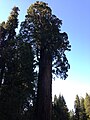 2013-09-20 08 53 07 Giant Sequoia near the southwest entrance to Kings Canyon National Park.jpg