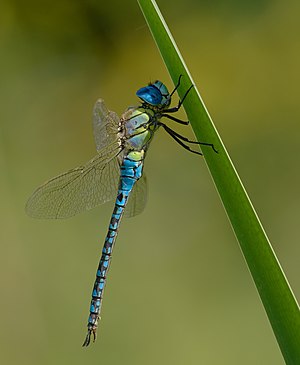 Southern migrant hawker - Aeshna affinis, male.