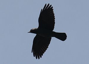 Τέρας μαύρο βυζιά Foy πουλί alex ursus δυτικό καναδά Μεγάλο mouthfuls διάολο Στο πόδι σέξι, κοντή φούστα Παλιά λευκή γυναίκες νεαρός νέγρος πορνό.
