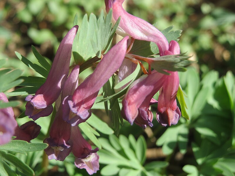 File:20140311Corydalis solida3.jpg