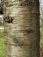 Prunus serrulata