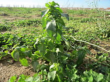 Typical habitat in Northern Europe is in field margins and cultivated land 20160114Mercurialis annua3.jpg