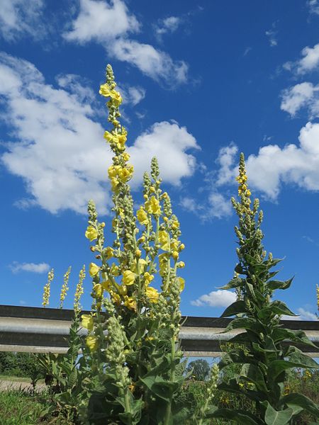 File:20160701Verbascum thapsus2.jpg