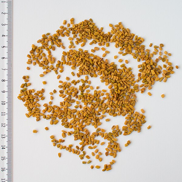 Fenugreek seeds