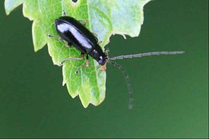 Black willow leaf beetle (Luperus luperus), male