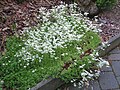 2018-05-13 Saxifraga x arendsii (mossy saxifrage) at Bichlhäusl in Frankenfels