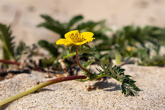 Gänsefingerkraut, Kriechender Ausläufer mit gelber Blüte, Strand Poel, Ostsee