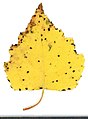 * Nomination Betula. Leaf abaxial side. --Knopik-som 02:42, 19 October 2021 (UTC) * Promotion  Support Good quality -- Johann Jaritz 02:49, 19 October 2021 (UTC)