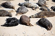 Seals at Horsey Dunes in Norfolk, United Kingdom.