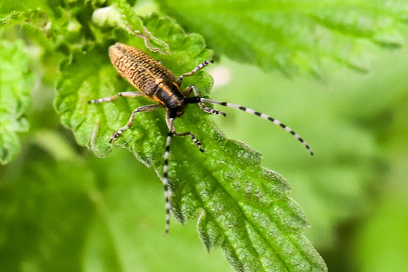 File:2022-05 Rezerwat Płużnica (33) Agapanthia villosoviridescens.jpg