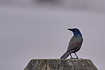 Thumbnail for File:20230603 common grackle PD25478.jpg