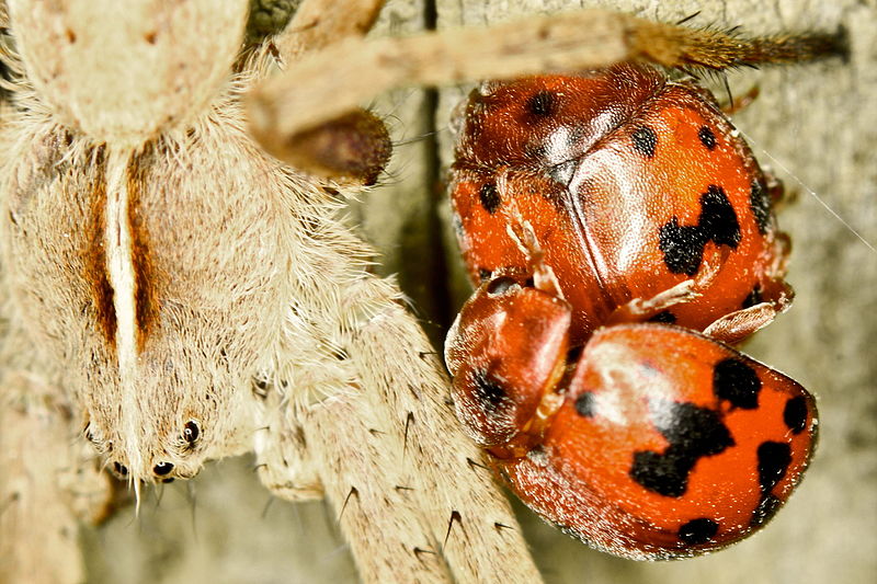 File:24 spot ladybirds and a grass spider (7017180779).jpg