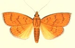 <i>Paliga</i> Genus of moths