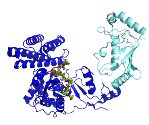 Ubiquitin Ligase