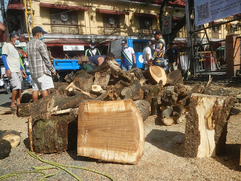 File:9852Baliuag DRRM workers cutting acacia tree trunks with Stihl chainsaws 45.jpg