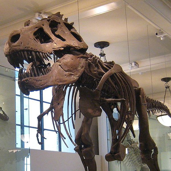 File:AMNH-TRex 3 cropped.jpg