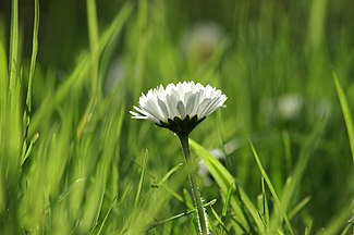 beim Erwachen (Gänseblümchen)