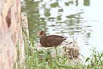 Miniatuur voor Bestand:A Moorhen During Rest on The Bank Of Pond At Dhurkot Village Moga Punjab India.jpg