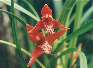 Maxillaria tenuifolia