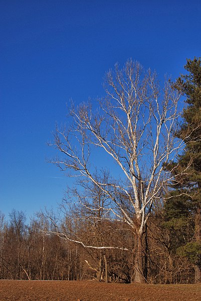 File:A bare old tree - panoramio.jpg