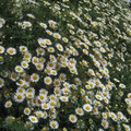 Lush, dense carpet of white Bellis perennis.