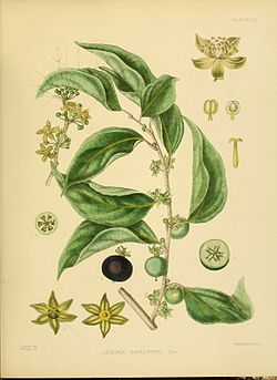 A hand-book to the flora of Ceylon (Plate VII) (6430633123).jpg