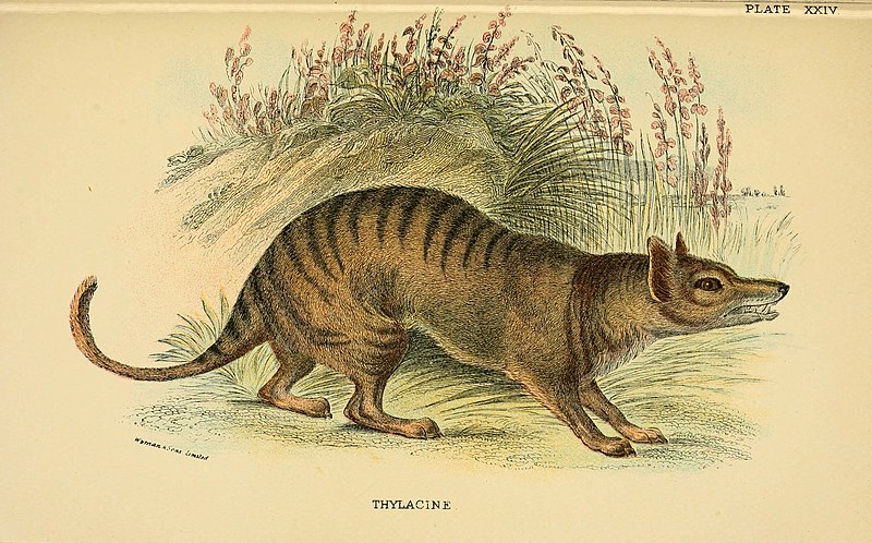 File:A hand-book to the marsupialia and monotremata (Plate XXIV) (6008902662).jpg