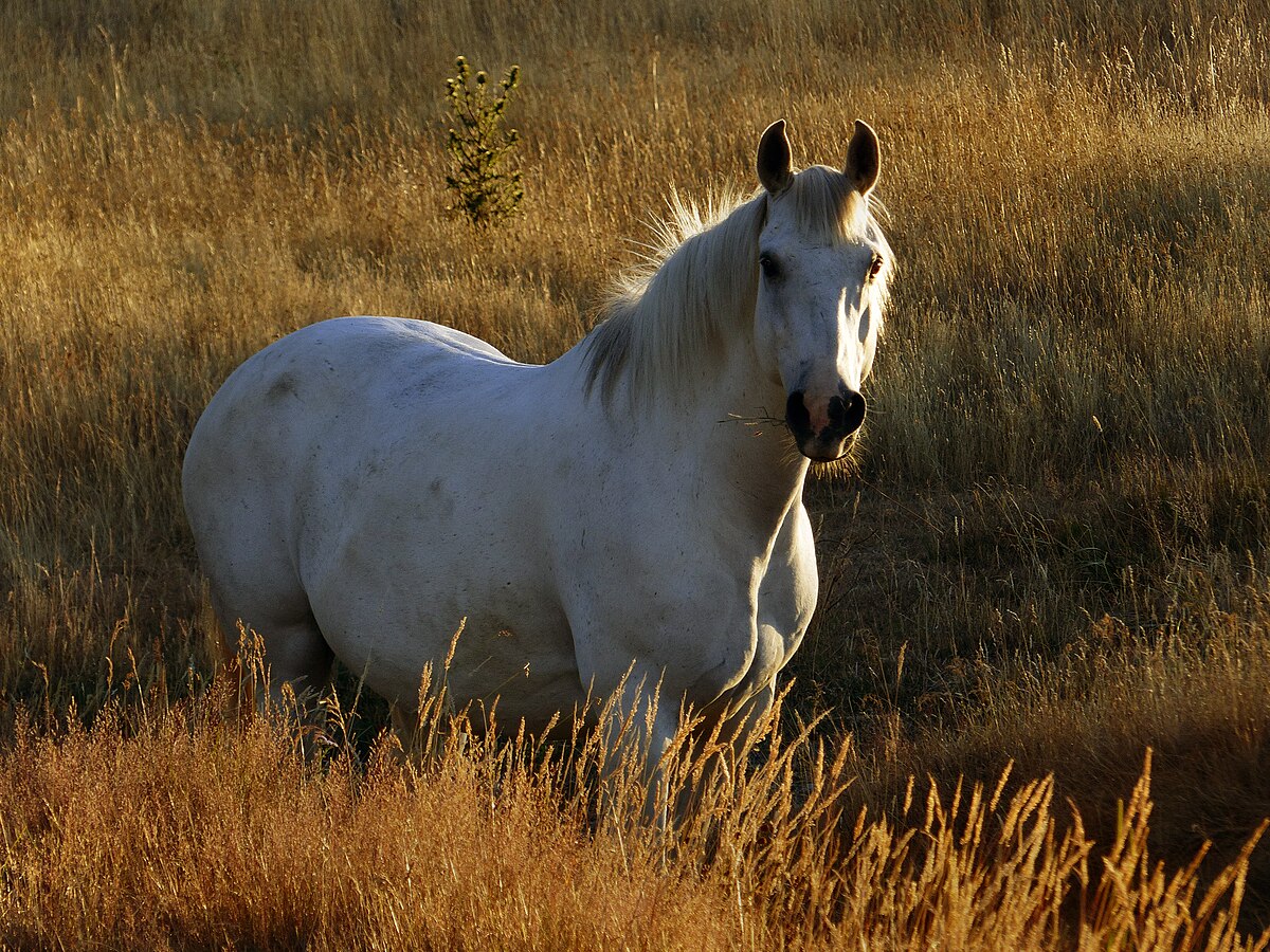 Glossary of equestrian terms - Wikipedia