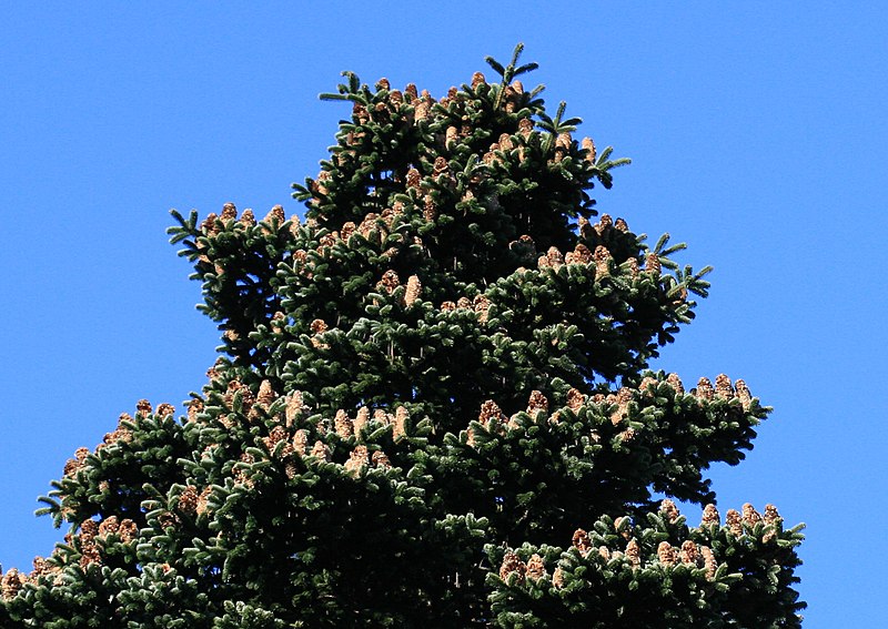 File:Abies borisii-regis (King Boris' Fir) (31294126605).jpg