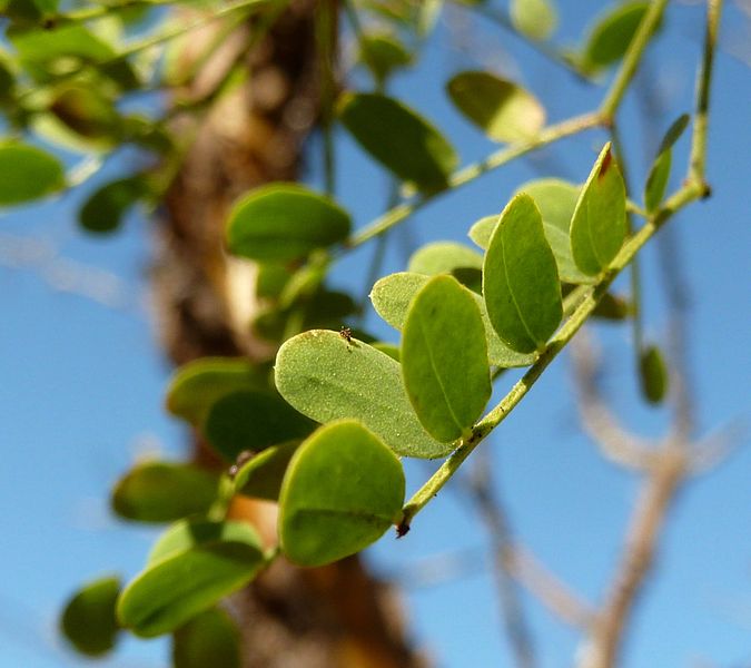 File:Acacia exuvialis, blaar, Voortrekkerbad.jpg