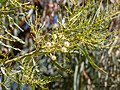 A. salicina inflorescences and foliage, Burke River floodplain, Boulia, Queensland