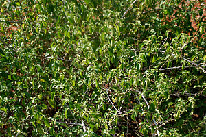 Acalypha fruticosa W IMG 3174.jpg