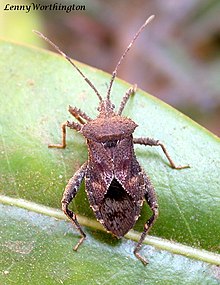 Acanthocoris scaber (Linnaeus, 1763) 18 mm Coreoidea (16229039448).jpg