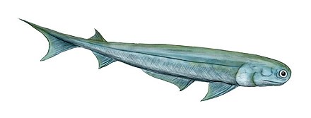 †Spiny sharks (extinct) were the earliest known jawed fishes. They resembled sharks and were ancestral to them.