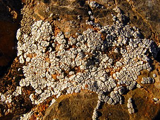 <i>Acarospora strigata</i> Species of fungus