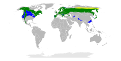 Distribuição de A. gentilis Amarelo:nidificação, verde: anual, azul: inverno