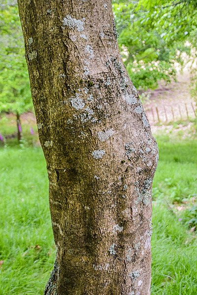 File:Acer sterculiaceum subsp. franchetii in Hackfalls Arboretum (1).jpg