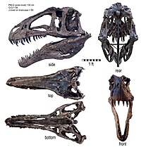 giganotosaurus vs carcharodontosaurus vs acrocanthosaurus