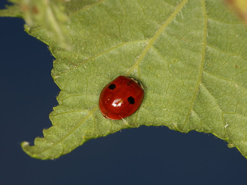 File:Adalia bipunctata (19088991976).jpg