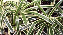 "Aechmea mollis" at the Fairchild Tropical Botanic Garden, Miami