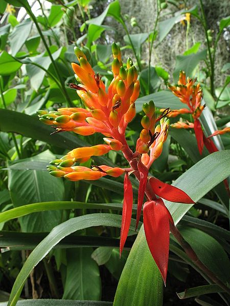 File:Aechmea penduliflora (TS) 2-005480.jpg